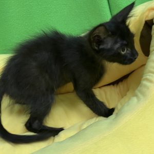 Picture of Lure