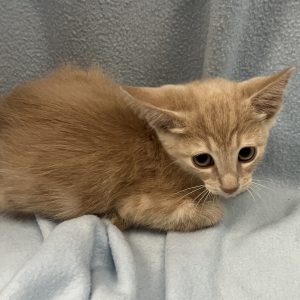 Picture of Minnow