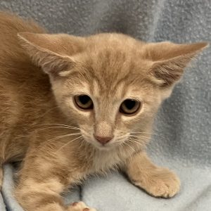 Picture of Minnow