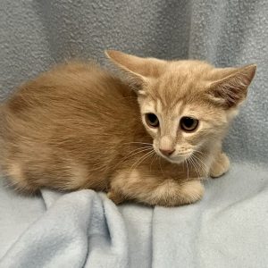 Picture of Minnow