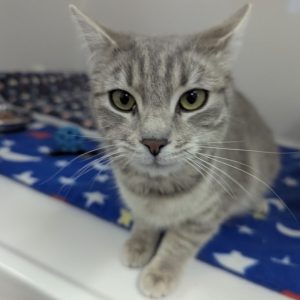 Picture of Misty