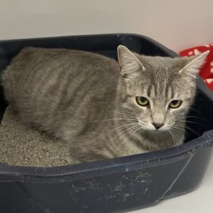 Picture of Misty