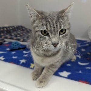 Picture of Misty