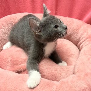 Picture of Penne