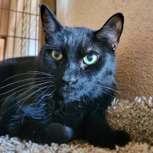Picture of Pera