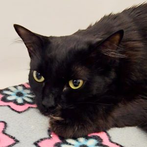 Picture of Prancer