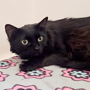 Picture of Prancer