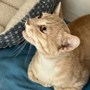 Picture of Pumpkin
