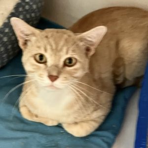 Picture of Pumpkin