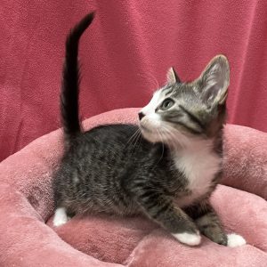 Picture of Regent