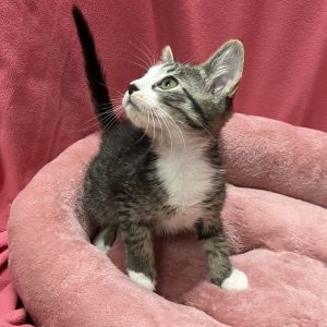 Picture of Regent