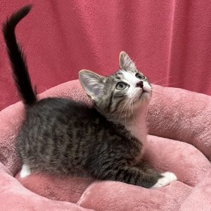 Picture of Regent