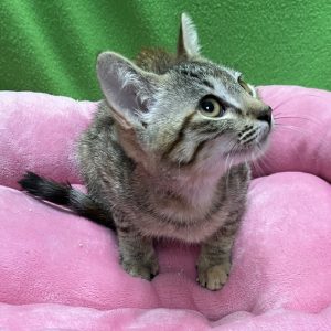 Picture of Roma