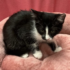 Picture of Rotini