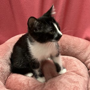 Picture of Rotini