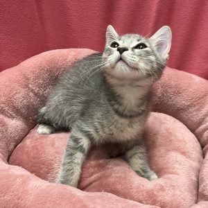 Picture of Steamy
