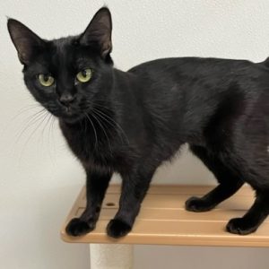 Picture of Stella