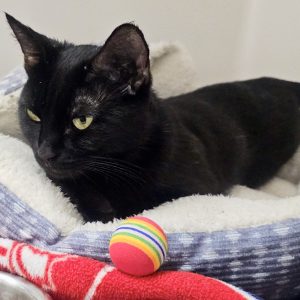 Picture of Stella