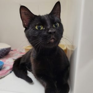 Picture of Stella