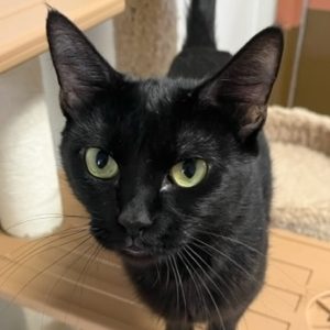 Picture of Stella