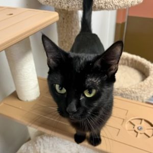 Picture of Stella