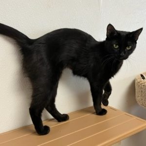 Picture of Stella