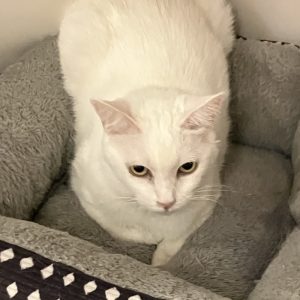 Picture of Tofu