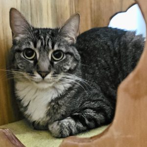 Picture of Viper