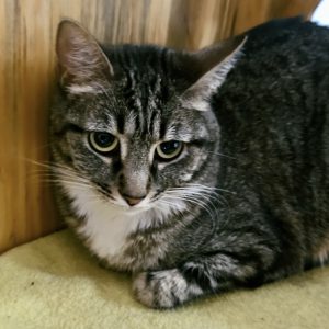 Picture of Viper