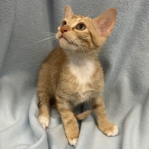 Picture of Wahoo