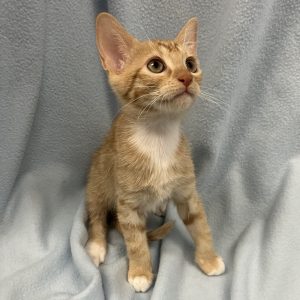 Picture of Wahoo