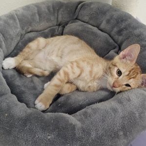 Picture of Wahoo