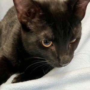 Picture of Angus