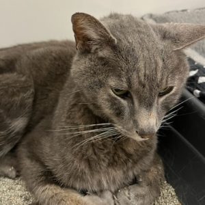 Picture of Arnold
