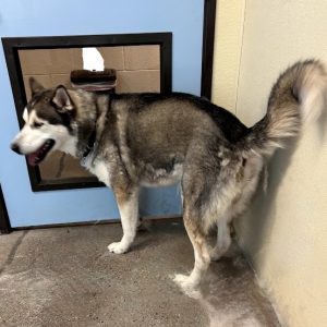 Picture of Balto