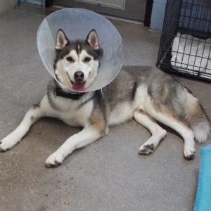 Picture of Balto