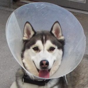 Picture of Balto