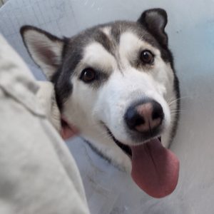 Picture of Balto
