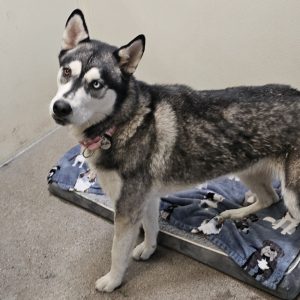 Picture of Bandita