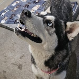 Picture of Bandita