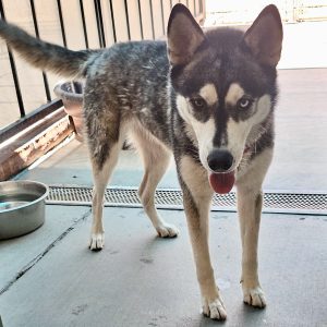 Picture of Bandita