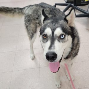 Picture of Bandita