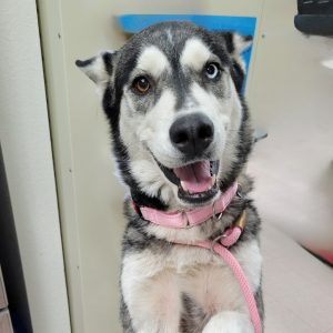 Picture of Bandita