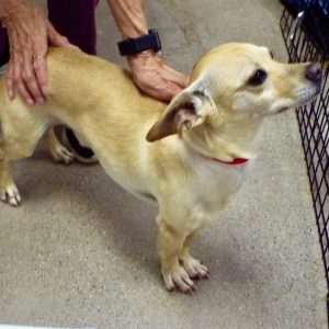 Picture of Buster