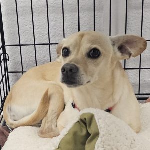 Picture of Buster
