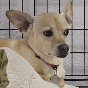 Picture of Buster