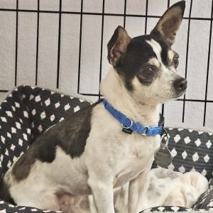 Picture of Chance