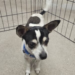 Picture of Chance