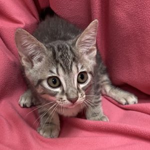 Picture of Cleocatra