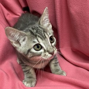 Picture of Cleocatra